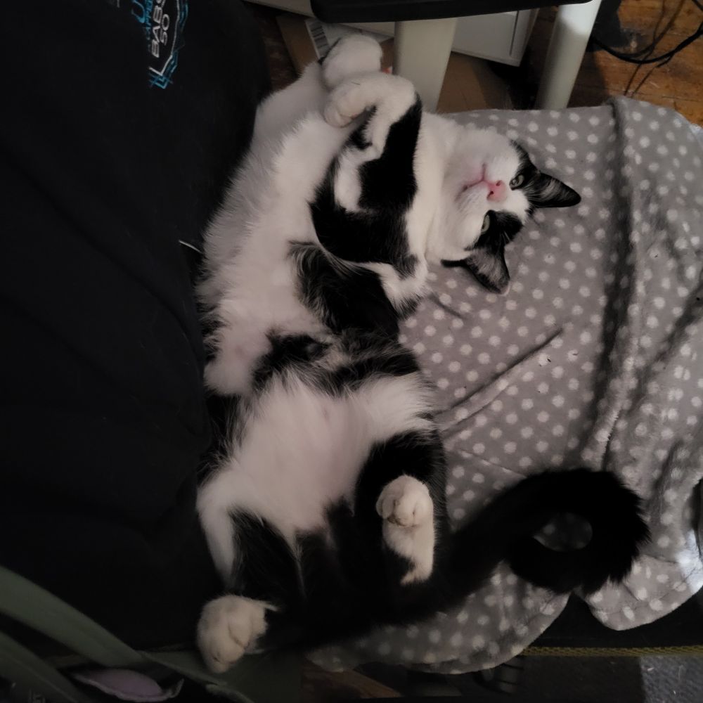 A picture of my big bostin floof Badger Cat, contorting his beautiful chonky form into a half pretzel on my desk chair. His beautiful little pink snout is crying out for a boopin, and I fear I may lose my hand in his belly fluff if I attempt to give him tumrubs. Nevertheless, I think I shall and to hell with the consequences.