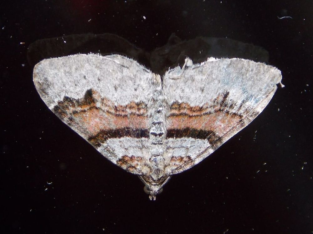 Flame Carpet, scientific name Xanthorhoe designata.