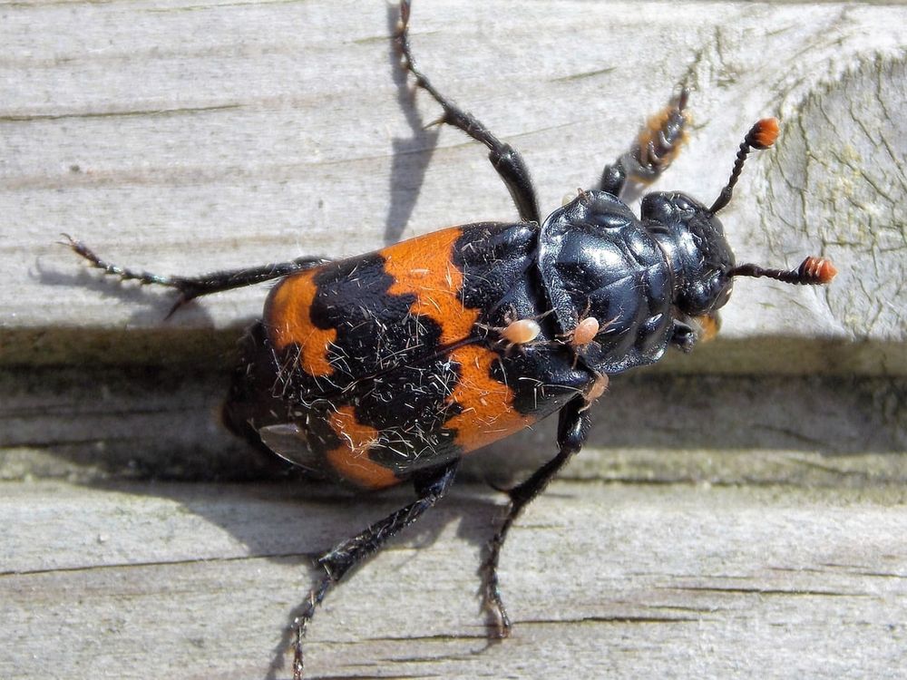 A burying beetle, the Sexton Beetle is often covered in dozens of mites.