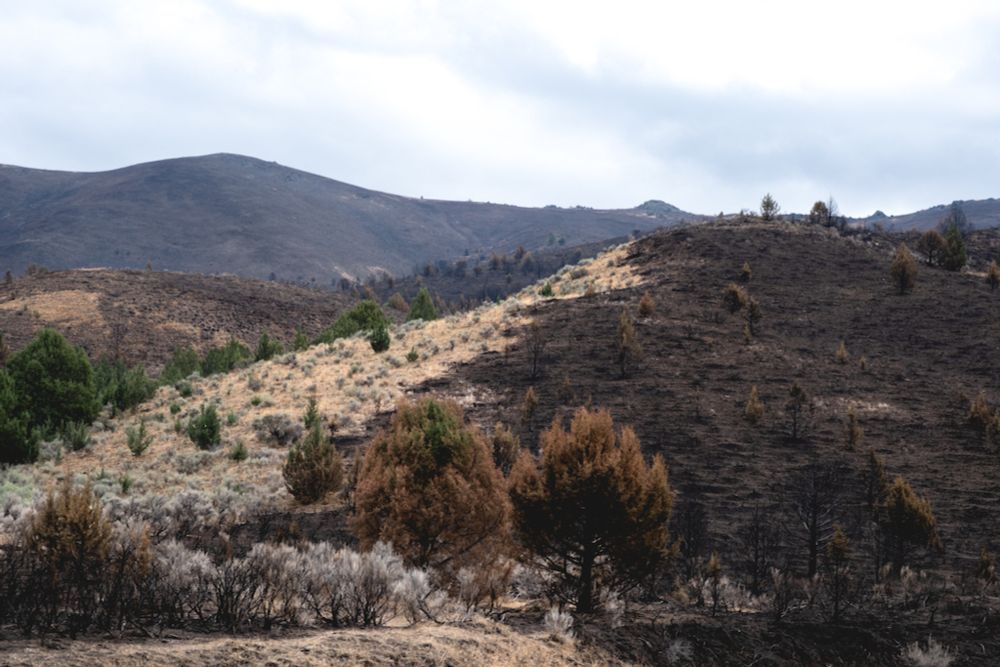 Narrowed plan for public land sales is dropped from GOP mega-bill • Washington State Standard