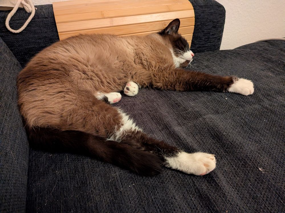 Ein brauner Kater liegt ausgestreckt und genüsslich auf einem schwarzen Sofa voller Katzenhaare