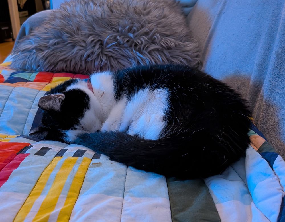 Yoku, eine schwarz weiße Katze, schläft eingerollt auf einer bunten Decke