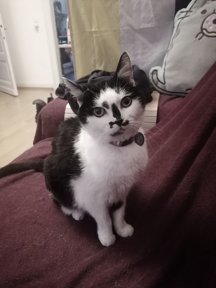 Ein entsättigtes Bild von Yoku, einer schwarz weißen Katze, die auf einer roten Decke sitzt und lieb in die Kamera guckt