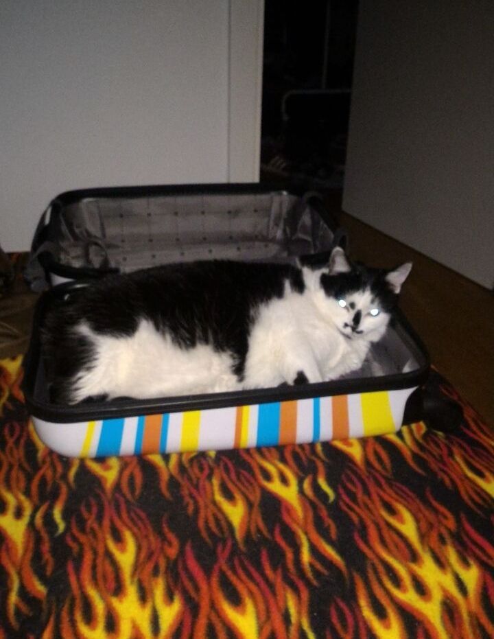 Yoku als junge Katze, sie war damals extrem fett. Sie liegt in einem bunten Handgepäckskoffer und füllt diesen nahezu komplett aus. Der Koffer liegt auf einer Decke mit Flammenmuster. Das Foto wurde mit Blitz geschossen sodass ihre Augen leuchten 