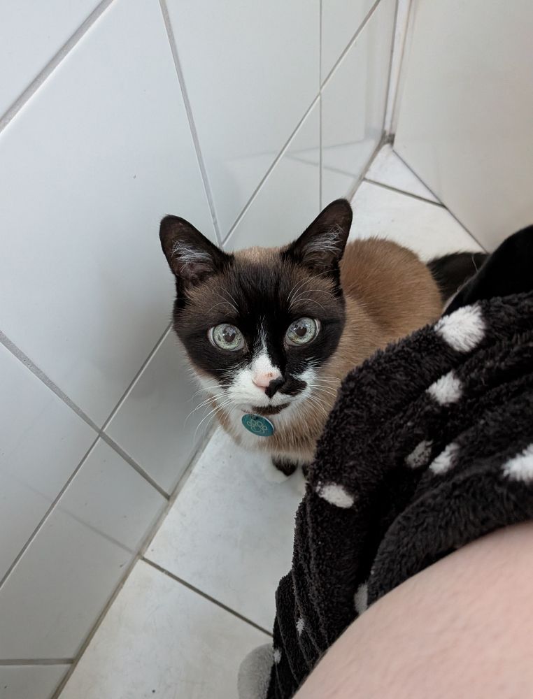 Ein brauner Kater mit weißer Schnauze guckt mich neugierig an. Ich befinde mich wohl im Bad mit heruntergelassener Hose