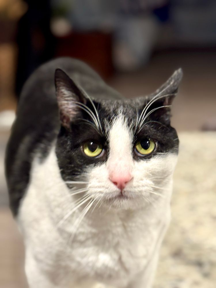 Tuxedo cat with typical look of disgust that the hooman is in the same room with them. 