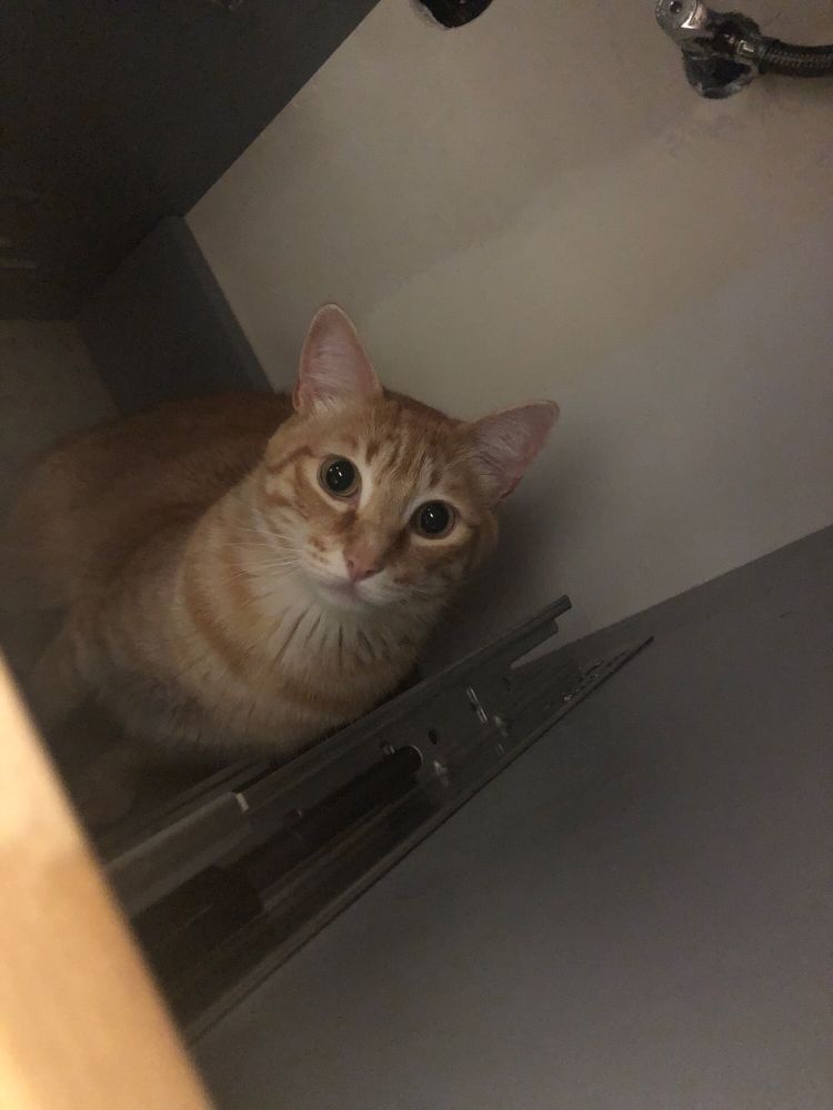 An orange cat behind the drawers under my bathroom sink