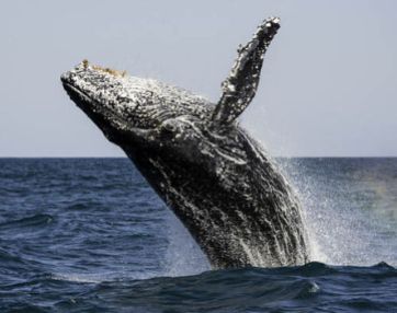 https://www.express.co.uk/news/nature/698604/shipping-noise-impairing-forage-ability-humpback-whales-north-atlantic