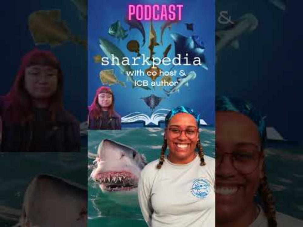 2025 ICB shark week video