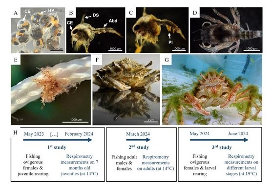 Fig. 1.
Pictures of different life stages of Maja squinado: (A) Eggs, (B) Zoea 1, (C) Zoea 2, (D) Megalopa, (E) C6 juvenile, (F) 7 months old juveniles, (G) Adult. (H) Timeline of capture for adult Maja squinado and of the three studies carried out between May 2023 and June 2024. CE: compound eye; HP: hepatopancreas; DS: dorsal spine; Abd: abdomen; Pl: pleopods.
