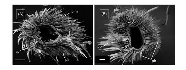 Fig. 3.SEM images of leg cross-sections and single setae of a female Macropis europaea. (A) Fore-leg tarsus with pluridentate setae (plr) and plumose setae (plm) on the dorsal side (top). Spatula shaped setae (sp), found exclusively on fore-legs so far, are visible on the ventral side (bottom). (B) Middle-leg tibia with pluridentate setae (plr) on the ventral side (bottom) and anterior side (right), plumose setae (plm) on the dorsal side (top) and the pollen brush (pb) on the posterior side (left). Scale 50 µm.