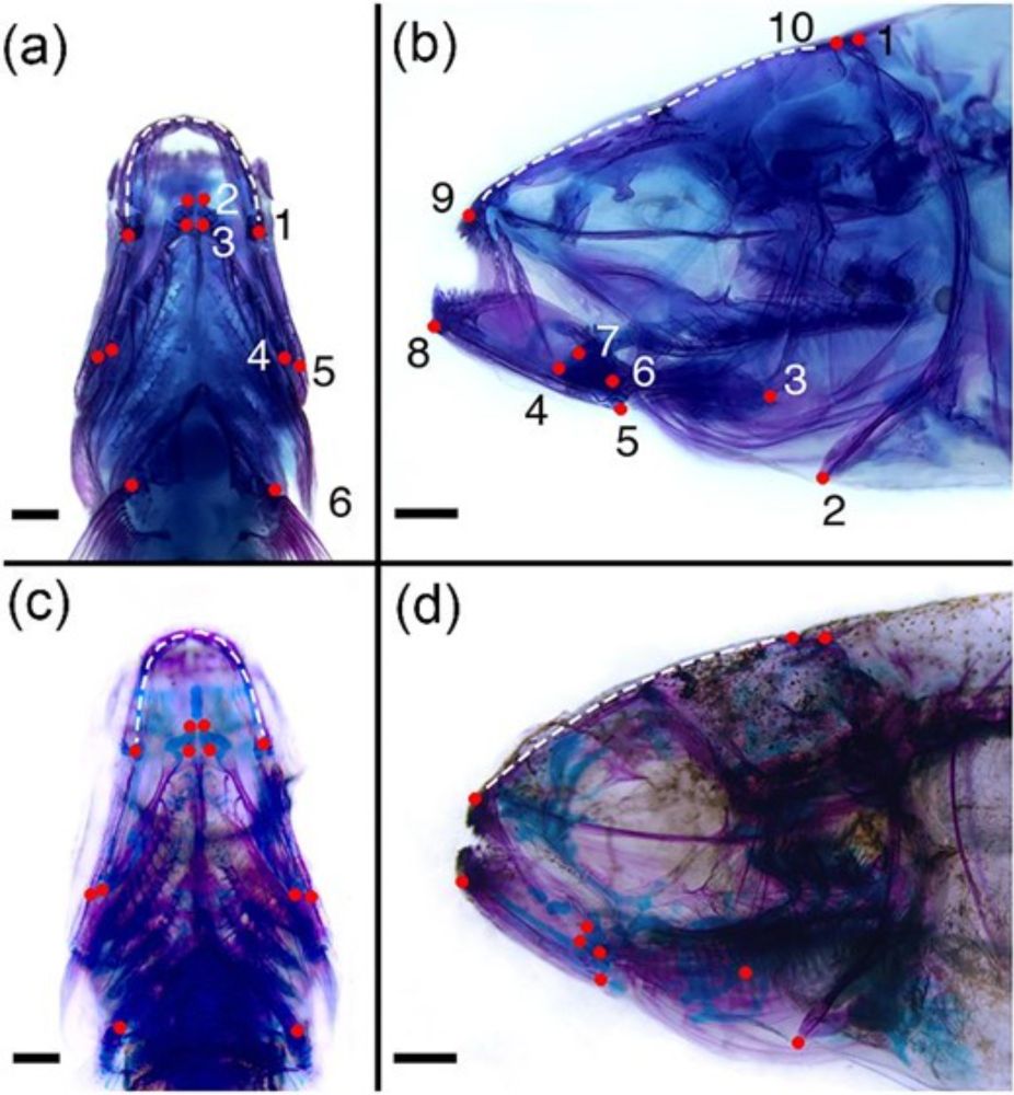 Variable Craniofacial Shape and Development among Multiple Cave-Adapted Populations of Astyanax mexicanus