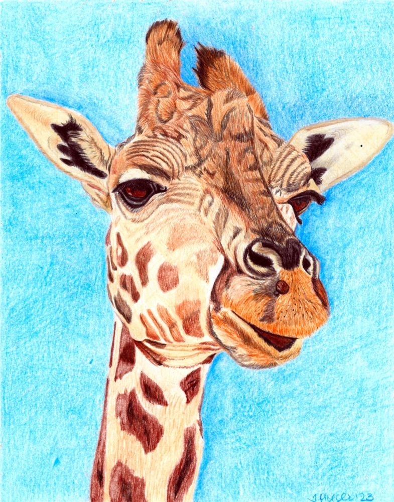 Giraffe, colored pencils 8 x 10 inch #art
