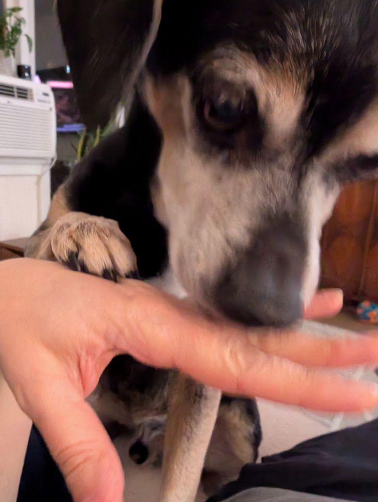 a beagle mix dog aggressively sniffs his human's hand in search of more cookies.