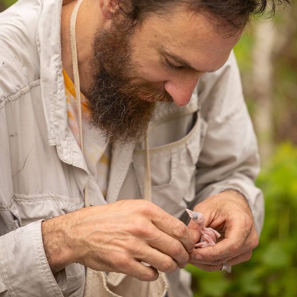 A man with a beard gently holds a tiny, featherless baby bird in his hands, wearing a light-colored shirt, surrounded by lush greenery. 