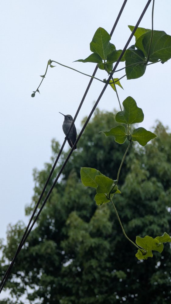 Anna's hummingbird sits on a clothesline 