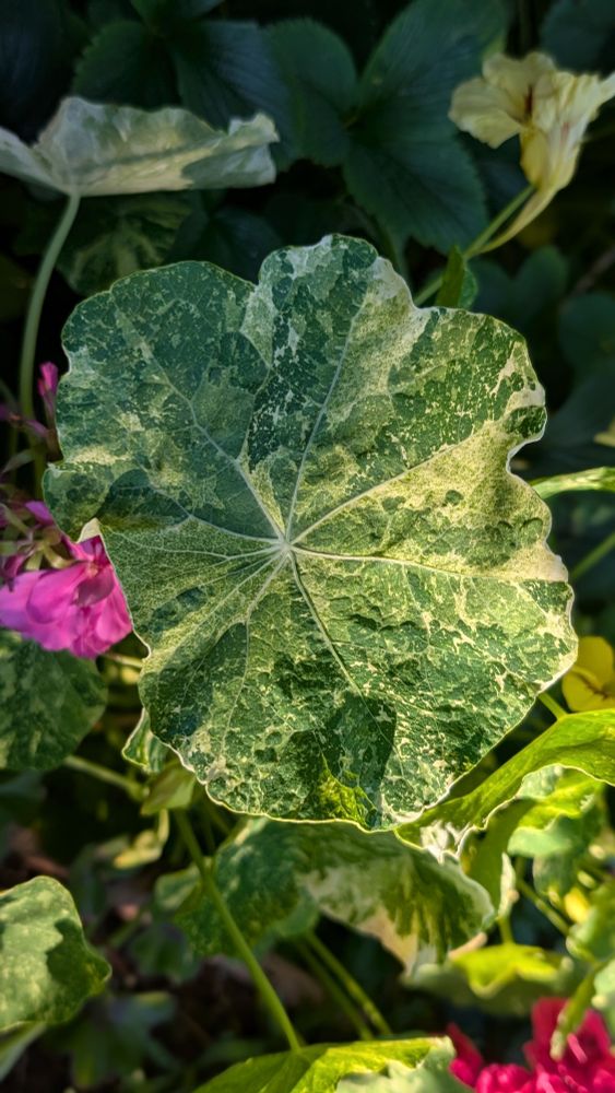 Variegated nasturtium leaf