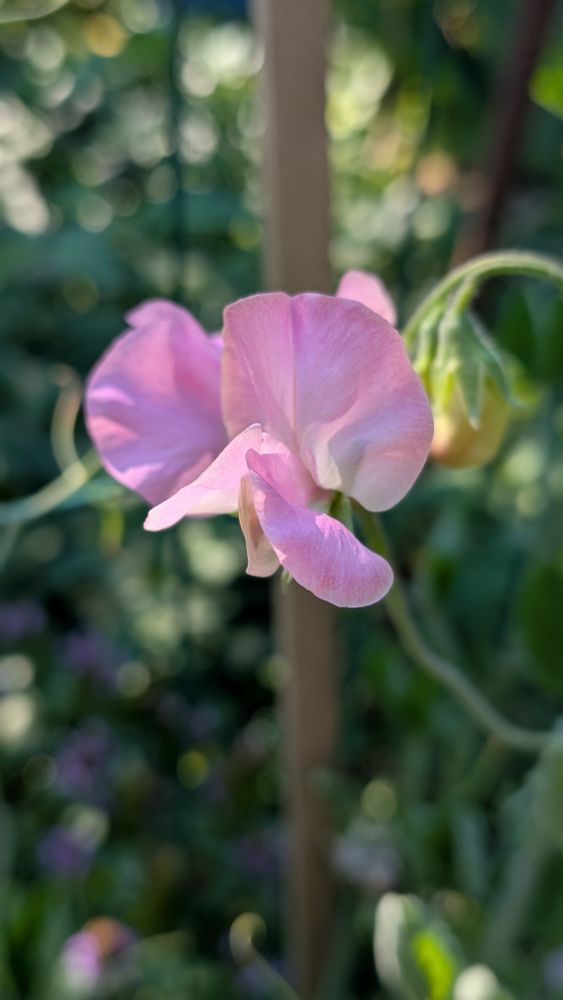 Pink sweet peas