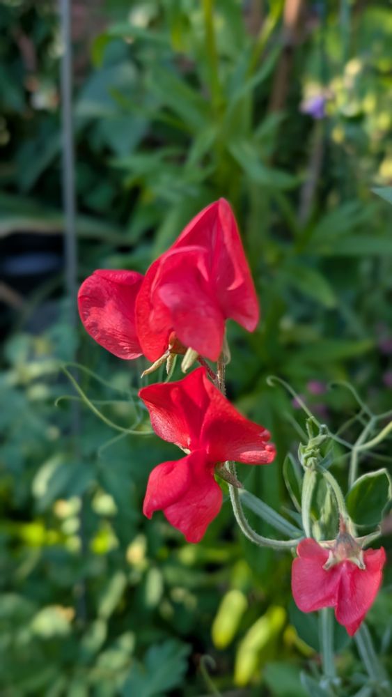 Red sweet peas