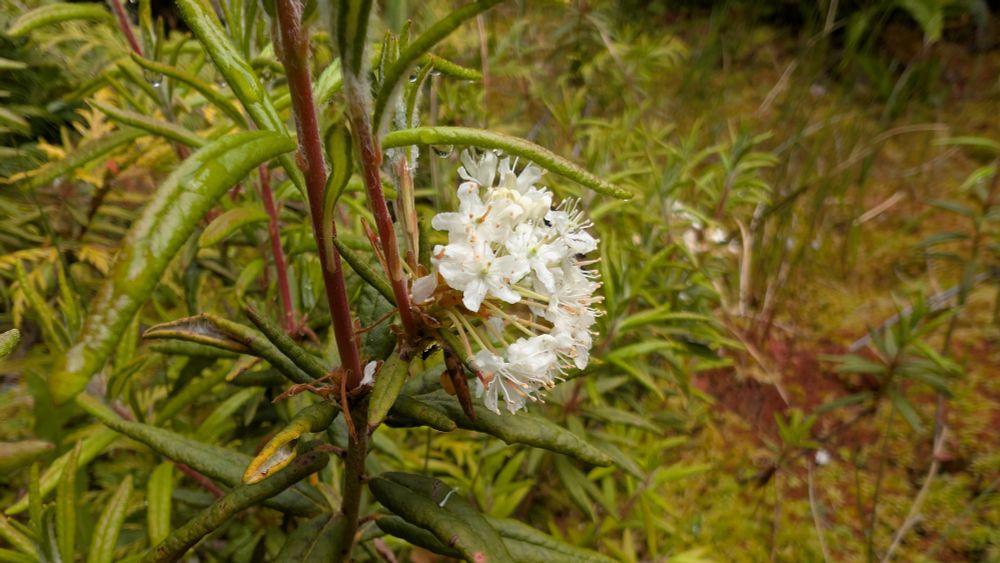 Labrador tea blooming 