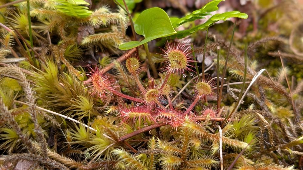 Sundew rosette growing in moss
