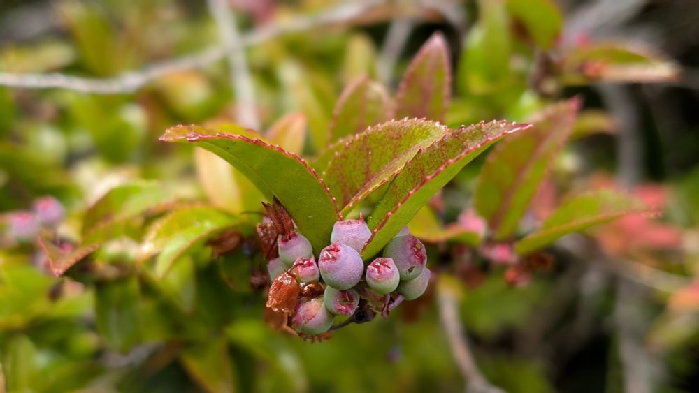 Evergreen huckleberry cluster 