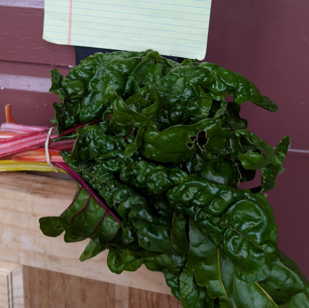 A bunch of fresh Swiss chard 