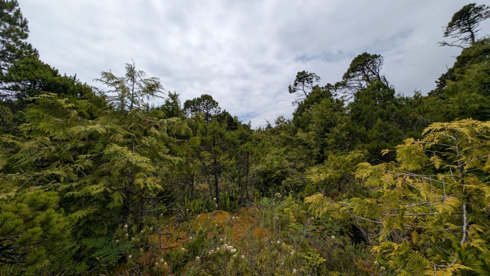 Shrubs and trees at Shorepine bog