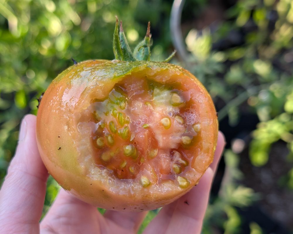 A blushing stage Nepal tomato, chewed to bits 