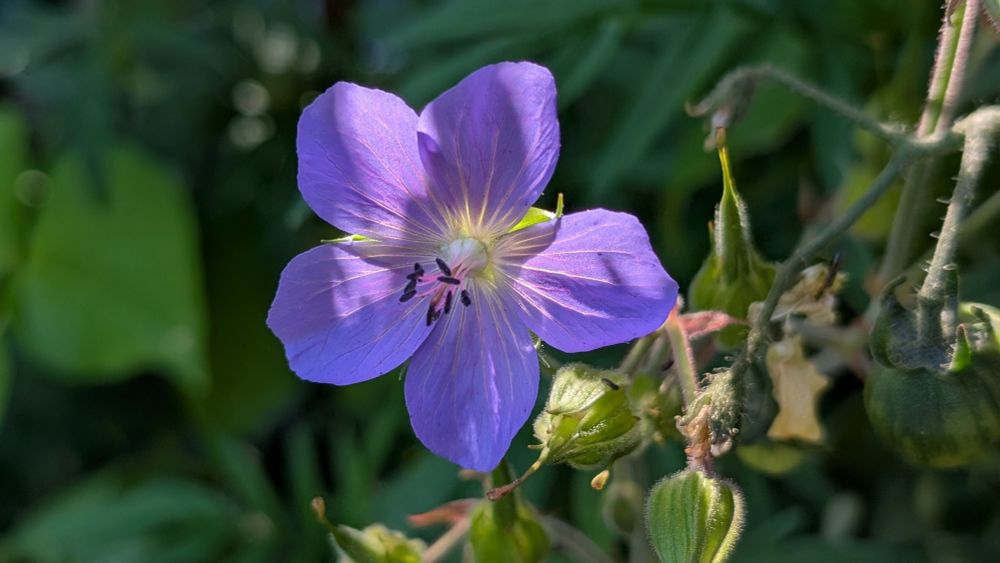 Purple geranium 