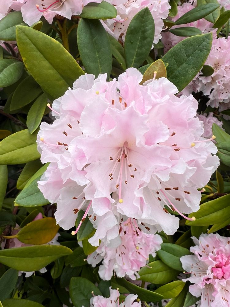 A pastel pink rhododendron. 