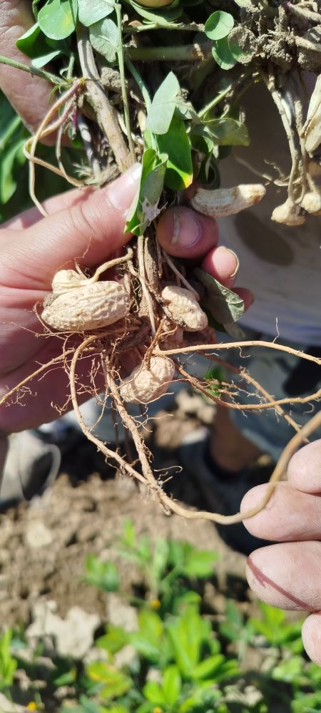 Plant de cacahuètes. Les coques des cacahuètes sont formés