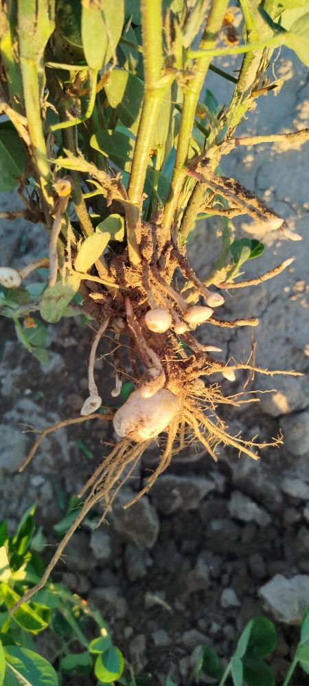 Plant de cacahuètes. On voit la formation des nodules qui donneront les futures cacahuètes 
