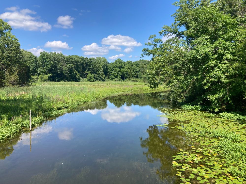 One corner of a lake partially  covered in water lilies reflects the sky.