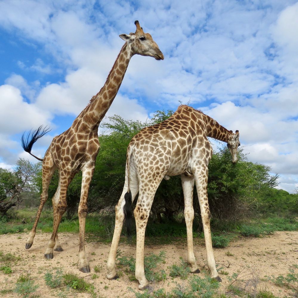 Two giraffe eating a thorn bush. 