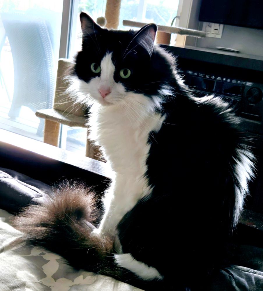 Black and white cat backlit. 