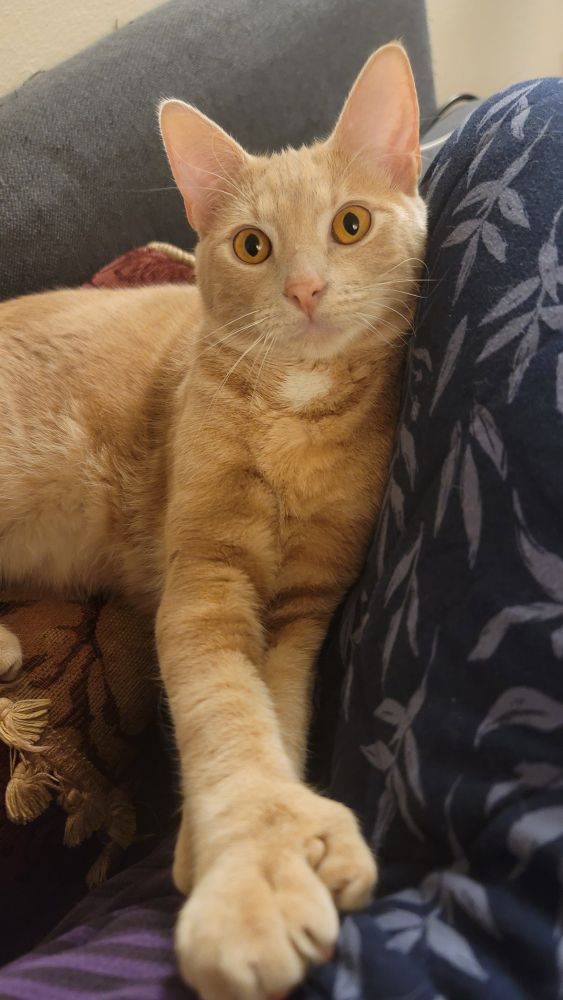 Orange polydactyl cat