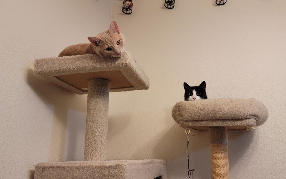 Orange and Tuxedo cat in a cat tree (Chuuya and Yuki)