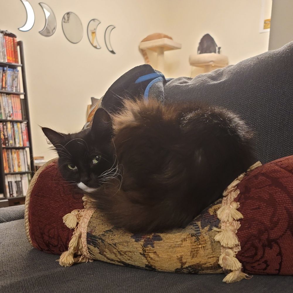Tuxedo cat curled up on a pillow