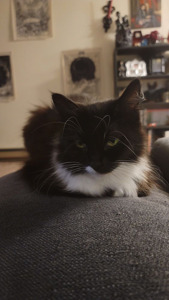 Tuxedo cat named Kylo sitting on a pillow 