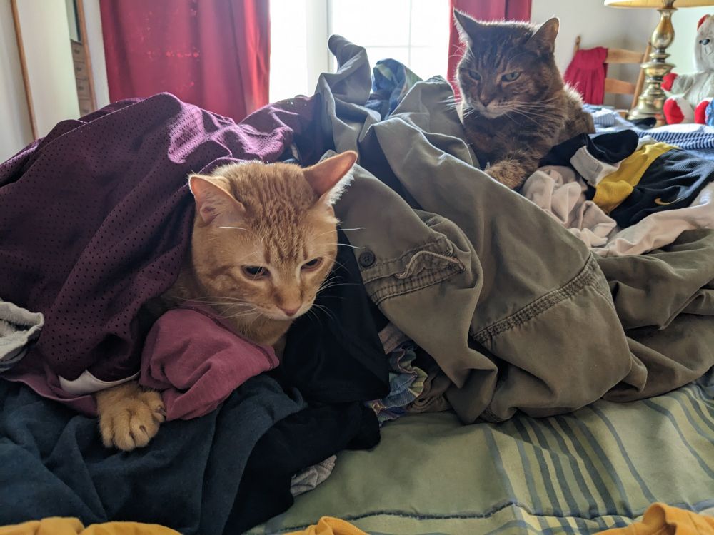 Two cats sitting in a pile of clean, warm laundry on the bed. The younger orange cat, who is more in the middle of the laundry pile, is lost deep in thought, probably trying to figure out why these clothes are suddenly so warm. The much older brown tabby cat, who is perched on top, is surveying her surroundings like the queen she is.