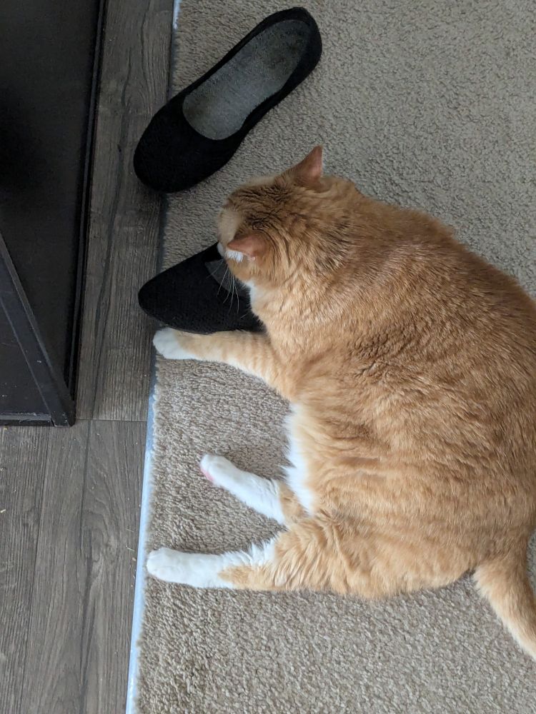 An orange cat has it's head buried in a shoe 