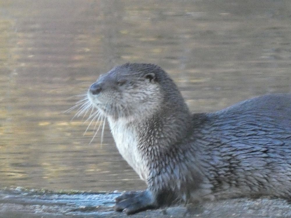 River otter looking sleepy 