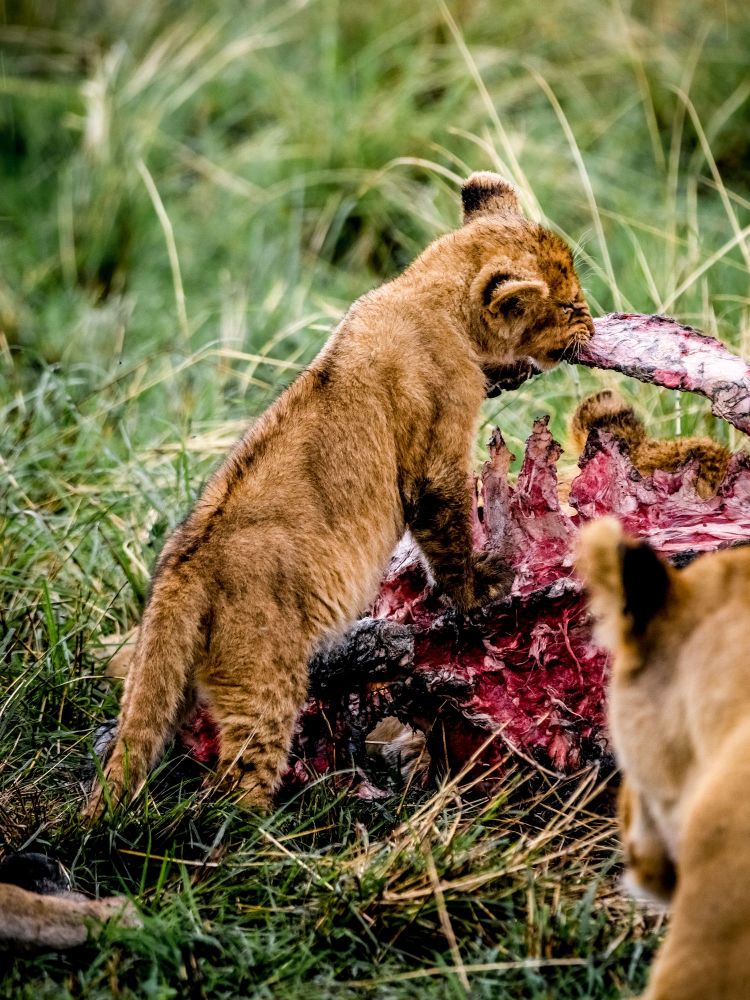 A lion cub chewing on a rib from a cape Buffalo.