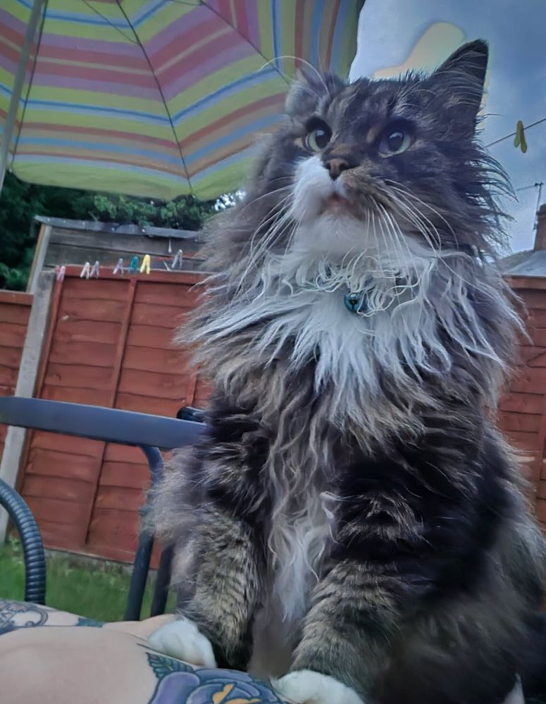 Photo of a long haired cat looking very regal.