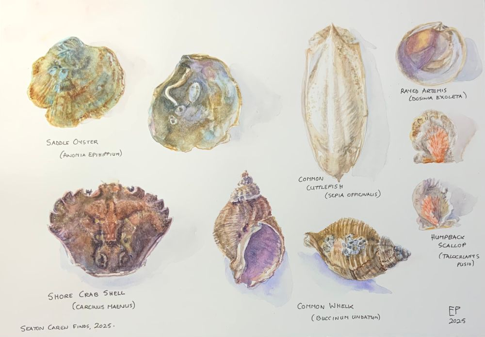 Watercolour painting of beach finds from Hartlepool, northeast England - a Saddle Oyster shell, common cuttlefish, Rayed Artemis, Shore Crab, Common Whelk and Humpback Scallop.