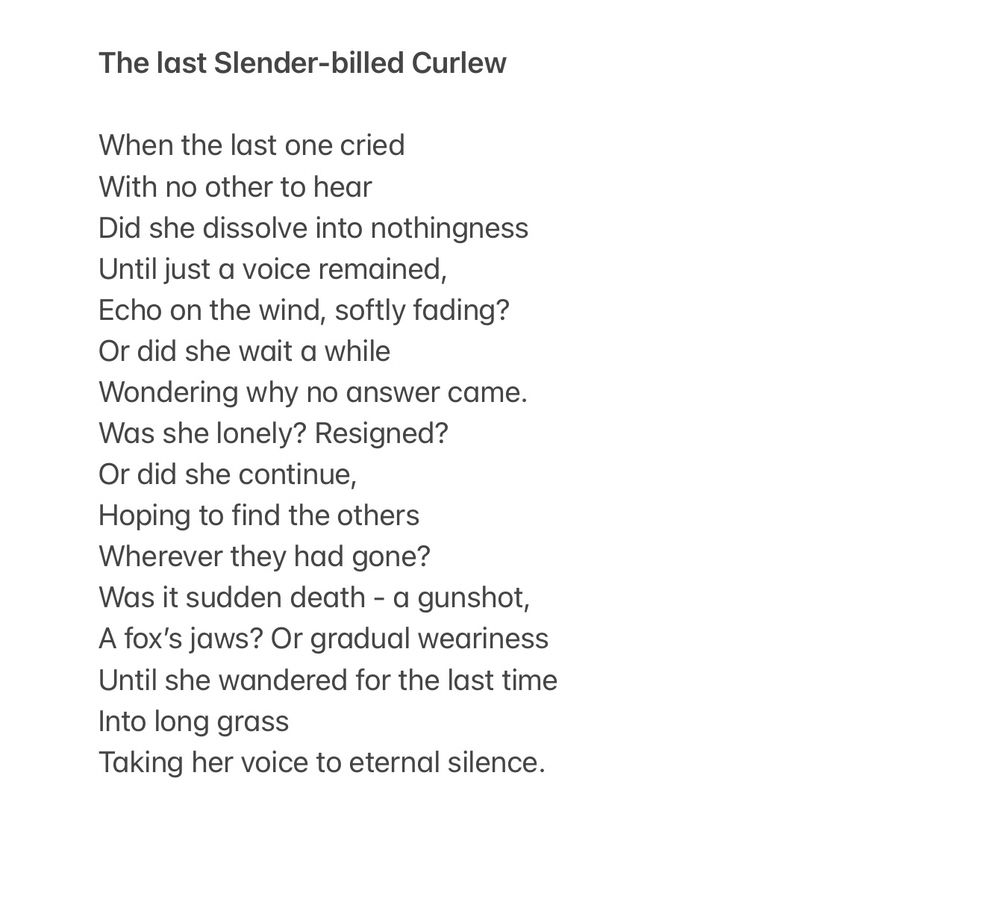 A poem which reads:

The last Slender-billed Curlew

When the last one cried
With no other to hear
Did she dissolve into nothingness 
Until just a voice remained,
Echo on the wind, softly fading?
Or did she wait a while
Wondering why no answer came.
Was she lonely? Resigned?
Or did she continue,
Hoping to find the others
Wherever they had gone?
Was it sudden death - a gunshot,
A fox’s jaws? Or gradual weariness
Until she wandered for the last time
Into long grass
Taking her voice to eternal silence.