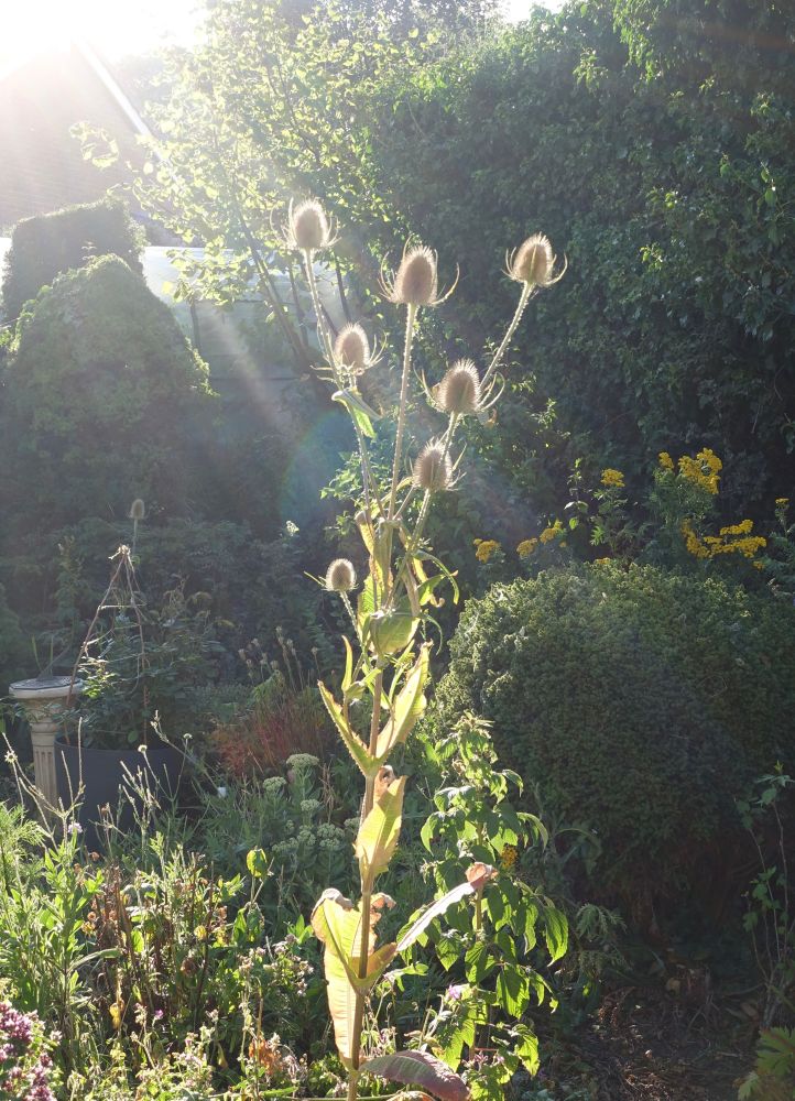 Photo of a teasel plant, in a ray of sunlight.