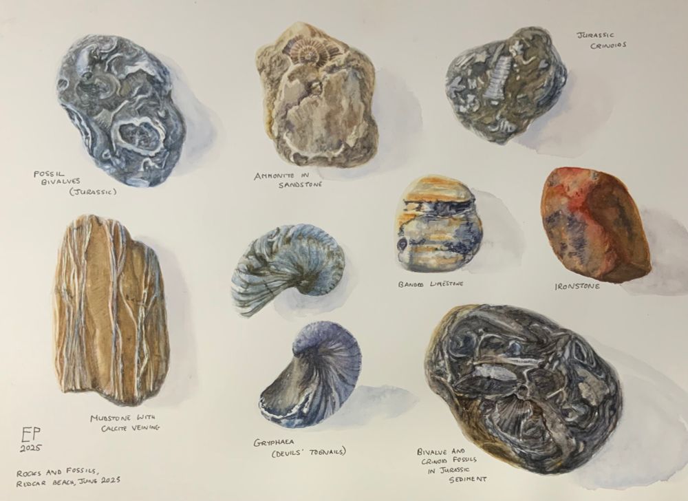 Watercolour painting of rocks and fossils found on the beach at Redcar, northeast England - bivalves, ammonites, crinoids, calcite-veined mudstone, Gryphaea, banded limestone, ironstone and a mix of marine fossils in limestone.