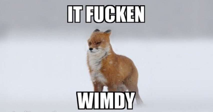 A windswept fox with the caption 'IT FUCKEN WIMDY'